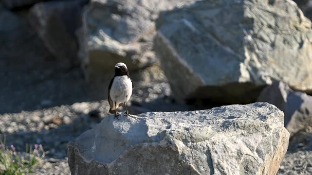 Northern wheatear perched on a rock