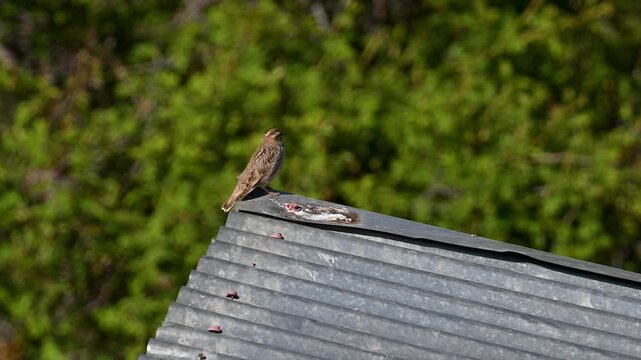 Rock sparrow singing perched on a roof