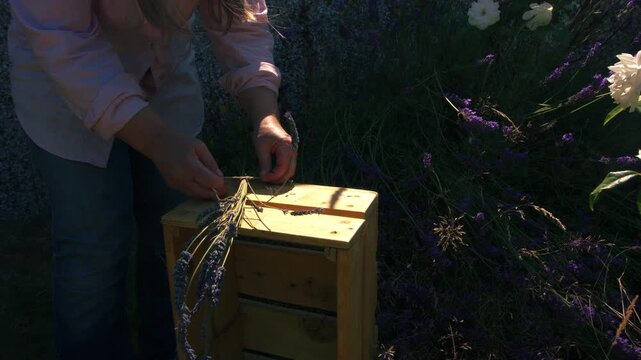 Hand tying bunch of lavender flowers with string for drying in cool dark room