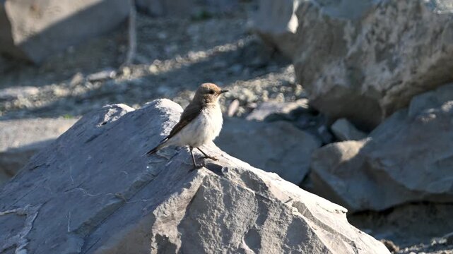Northern wheatear perched on a rock