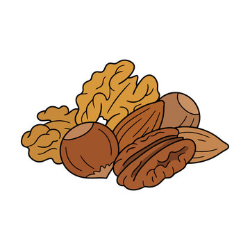 A colorful illustration of various mixed nuts including walnuts almonds and pecans Vector