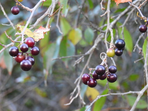 Wild muscadine grapes, vitis rotundifolia, growing on Assateague Island, Worcester County, Maryland. Natural background, texture, graphic resource.