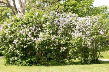 Obraz premium A vibrant cluster of purple lilac (Syringa vulgaris) blossoms in full bloom, standing out beautifully against a soft, lush backdrop of green garden vegetation in the summer.