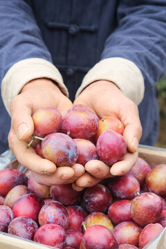 Fresh Sweet Plums in Hands - Large Imported Fruit from Chile Australia