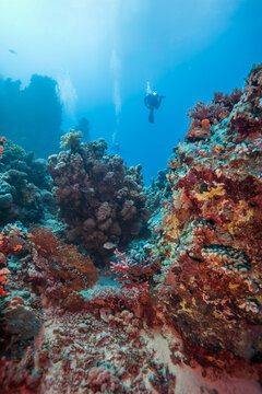Vertical view of a scuba diver swimming near a colorful coral reef in the ocean