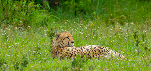 Southeast African male cheetah portrait in the Western Serengeti. Serengeti National Park, Tanzania, Africa. © Yan