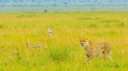 Southeast African cheetah spooking a bird and followed by a jackal. Masai Mara Game Reserve, Kenya, Africa. © Yan