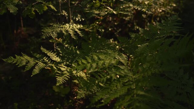 4K Lush Green Ferns Swaying Sunlight Beams Forest Floor Undergrowth Calm Nature B-Roll