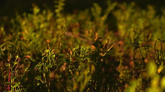 4K Broll 4K Golden Hour Golden Light Gentle Breeze Rustling Green Foliage Close-up Nature Plants Macro Abstract Motion Background