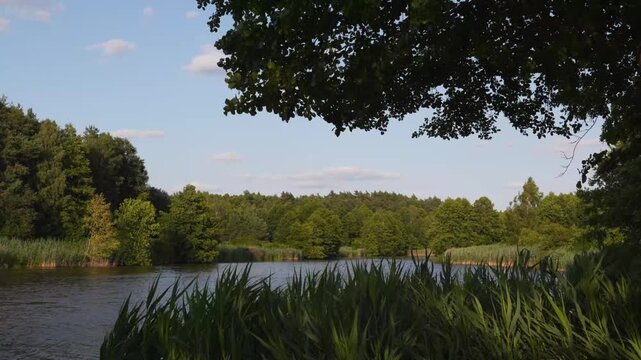 Gentle Reeds Sway by Calm Lake in Lush Green Forest Backdrop Blue Sky Clouds Peaceful Nature 4K Footage