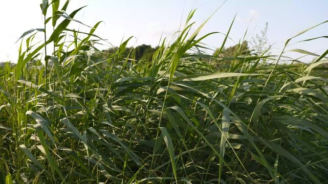 4K Tall Green Grass Swaying in Breeze Sunlight Filtering Through Reeds Serene Outdoor Meadow Natural Movement Loopable
