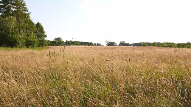 4K Sunny Dry Meadow Landscape with Tall Golden Grass and Green Trees Horizon Establishing Outdoor Rural Scene