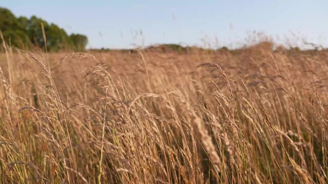 4K Golden Grasses Swaying in Gentle Breeze Rural Field Background Natural Light Motion Background Footage