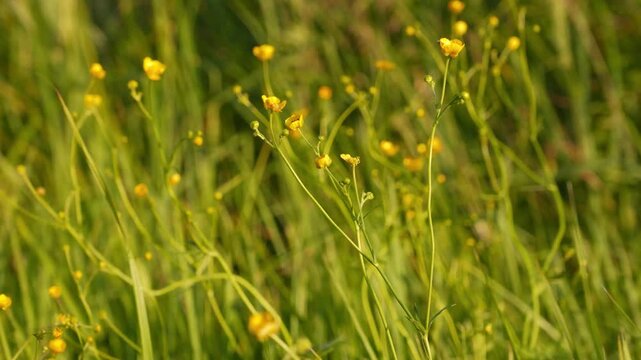4K Yellow Wildflowers Swaying in Green Grass Meadow Breeze Outdoors Daylight Nature Footage