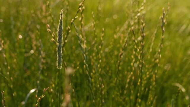4K Green Grass Swaying in Gentle Breeze with Sunlight and Dew Drops Macro Field Background