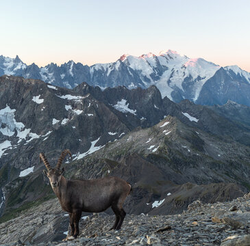Bouquetin sur sommet montagneux devant le Mont Blanc
