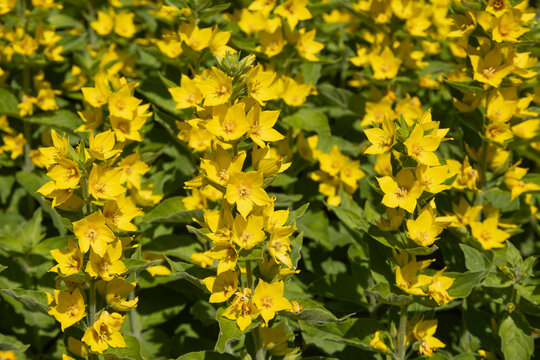 Lysimachia punctata