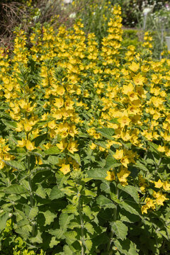Lysimachia punctata