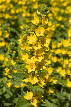 Lysimachia punctata