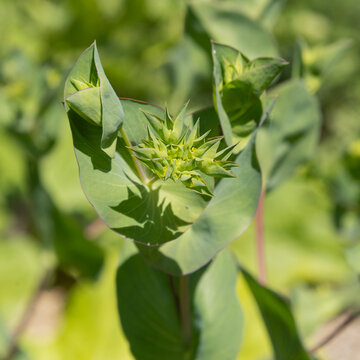 Bupleurum rotundifolium - Bupl&egrave;vre &agrave; feuilles rondes
