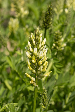 Fleur d'Astragalus cicer