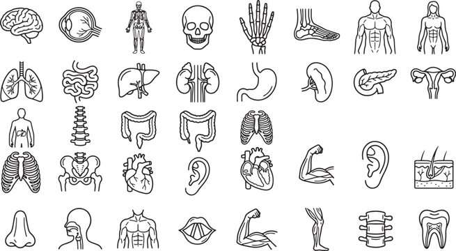 human anatomy line icons with organs, skeleton and body parts