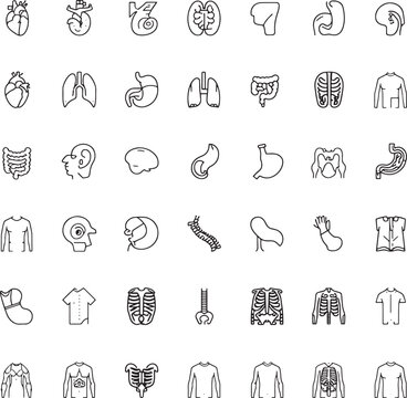 human organ outline icons for anatomy, medicine and healthcare