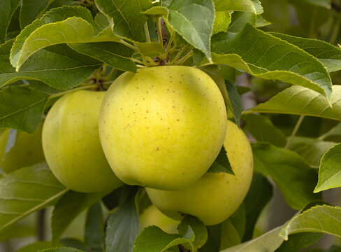 Pommes Belchard dans l'arbre	