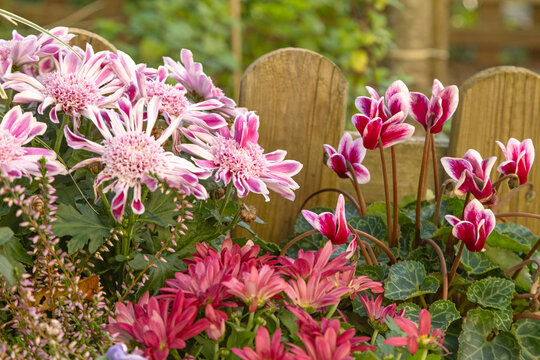 Fleurs d'automne, chrysanth&egrave;me, cyclamen, bruy&egrave;re, viola cornuta, solanum pseudocapsicum et carex	