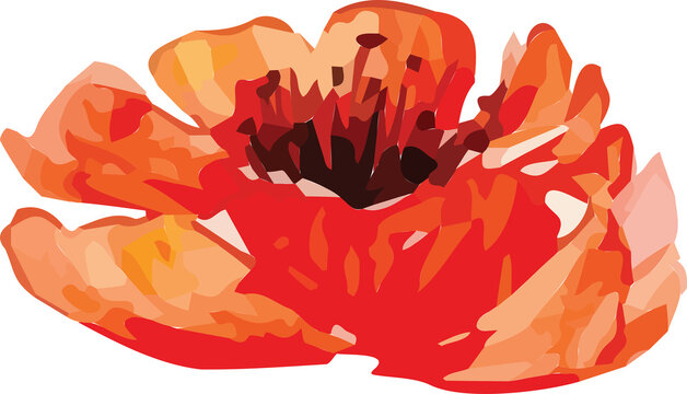 red flower watercolor