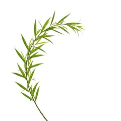 Obraz premium A single slender green willow branch hangs delicately against a soft white background, showing elegant curves and narrow leaves in detail, graceful, detail, minimalist