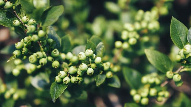 Fresh green berries growing on a bush in a garden, close up view of small unripe fruits on branches with lush foliage in a sunny summer forest