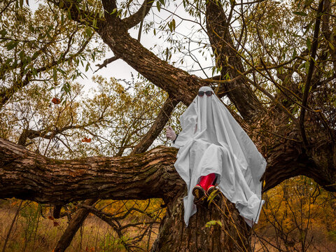 Woman in white ghost costume sitting in big tree during autumn. Creative Halloween character wearing sunglasses in woods. Funny prankster spirit for holiday celebration and festivity.