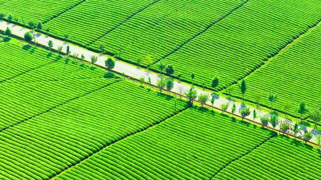 High angle perspective of green tea plantation with road cutting through neat agricultural rows.