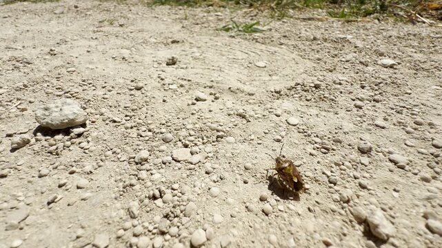 A curious shield bug crawls slowly across the dry, stony ground. It explores the dusty dirt path eagerly under the bright sunshine in Crimea. This simple moment brings a quiet feeling of calm.