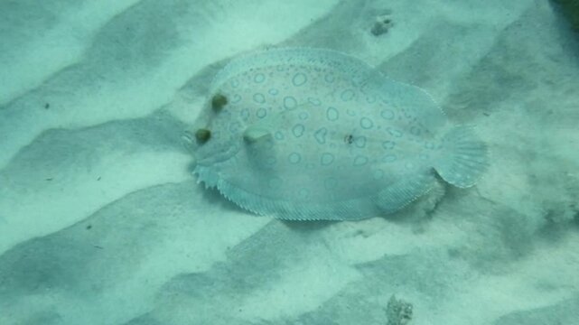 Flounder Fish Gliding Over Sandy Ocean Floor Underwater
