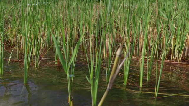 Green reeds grow out of clear lake water with submerged green algae and fallen brown stalks. Tiny blue damselflies hover over the calm water surface in natural summer sunlight.