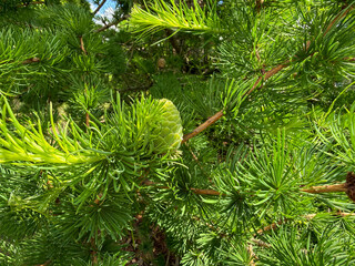 Young green larch cone on a branch among dense soft bright green needles on a summer day. © Oksana Papirna