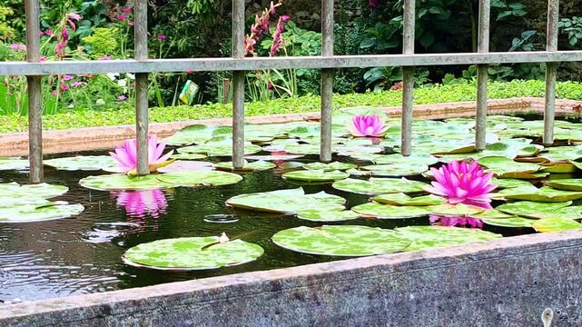Lotus flowers on the pond during the rain. Ideal for relaxation, meditation and nature projects