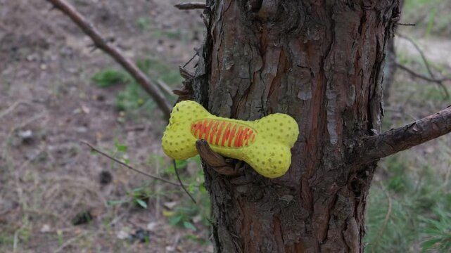 A yellow squeaky bone shaped dog toy is wedged into the rough bark of a pine tree in a wooded forest setting. Concept of lost pets, outdoor play, forgotten items, and canine adventure.
