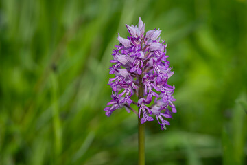 Obraz premium Botanical close-up of the military orchid. Orchis militaris L. (military orchid) flowering spike growing in a natural grassland habitat. 