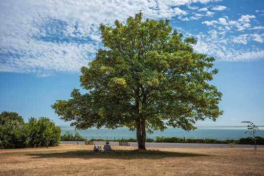 A large sycamore tree in Ramsgate, Kent, UK by the sea, casting shade for people to sit under, on a hot summer day.