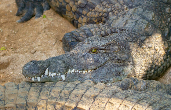 Crocodiles in nature swim in the lake. Many predators lie on the banks of the river, basking in the sun. Close-up of a crocodile.
