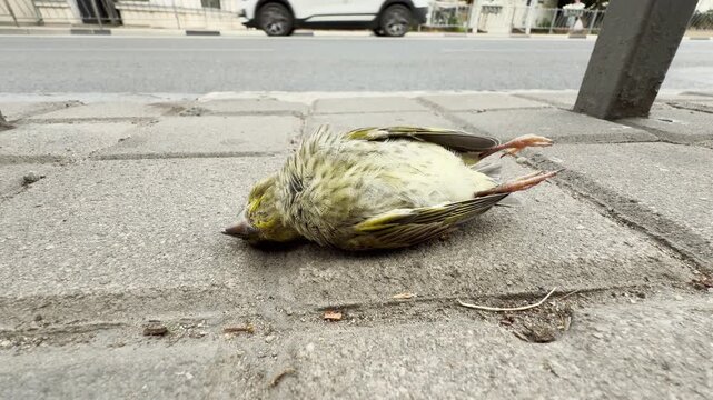 A dead European greenfinch lies completely still on a grey city sidewalk in Crimea. This tragic sight brings a heavy feeling of sadness and grief.