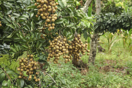 Fresh Longan Fruit Clusters Growing on Tree in Tropical Orchard - Asian Exotic Fruit Harvest