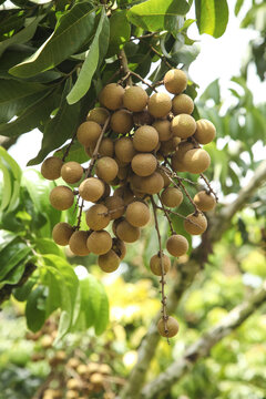 Fresh Longan Fruit Cluster on Tree Branch in Thailand Tropical Orchard