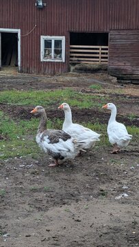 duck in the garden