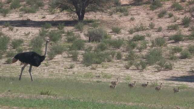 Adult ostrich walking past a group of young chicks