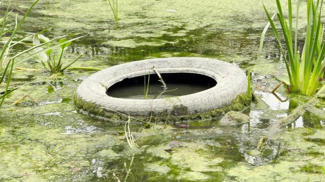 An old tire sits abandoned in a stagnant, mossy pond. This ugly pollution harms the green wetlands. This sad sight brings a deep feeling of disappointment.
