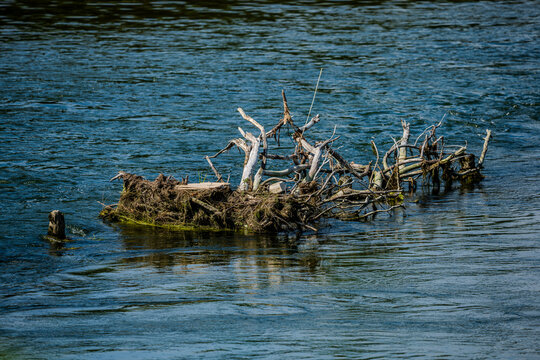 Schwimmendes Holz am Fluss beim Sonnenlicht